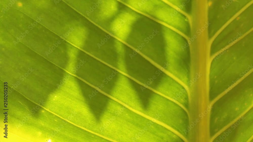Leaves shadow on the leaf , Chiangmai Thailand Leaves shadow on the leaf , Chiangmai Thailand