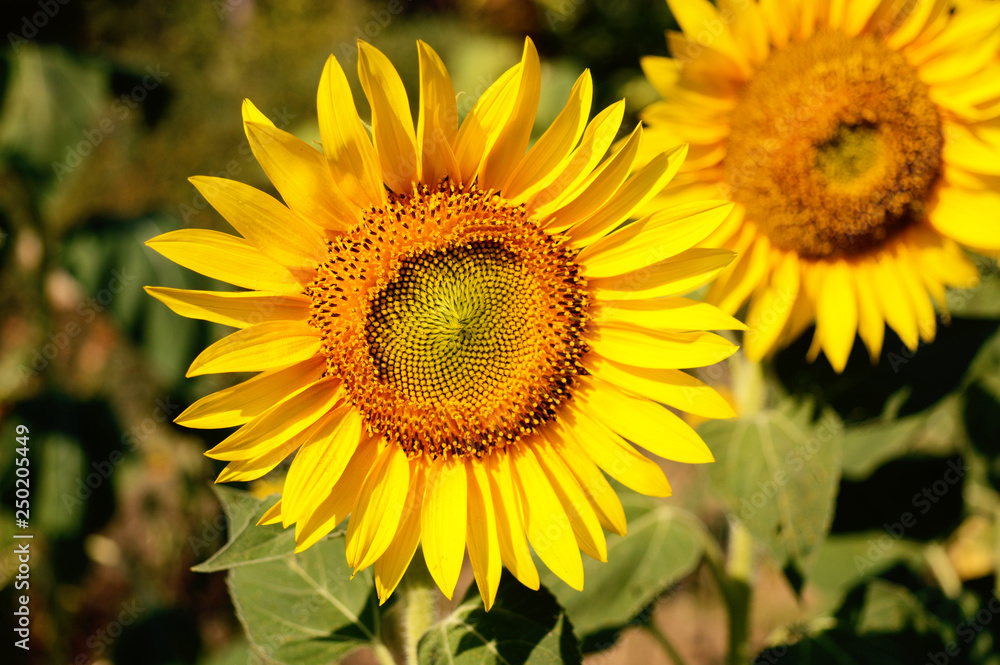 close up view of beautiful yellow sunflower with blurred background close up view of beautiful yellow sunflower with blurred background