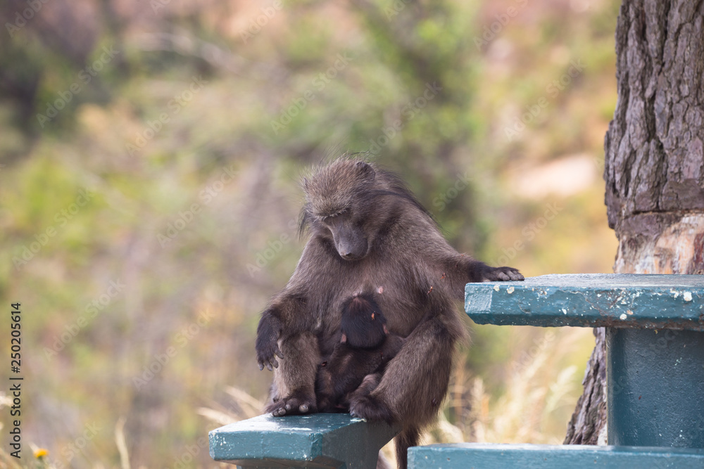 Obraz premium Chacma Baboon female looking down at baby (Papio Ursinus)