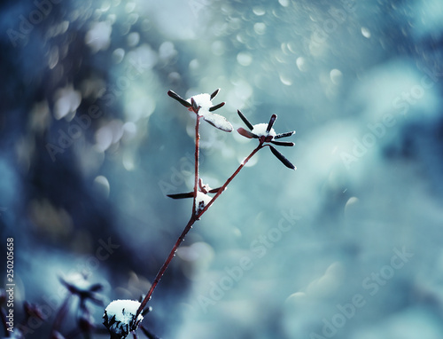 Delicate flower  with white frost. Artistic photo of winter flowers in the snow.    Soft selective focus.