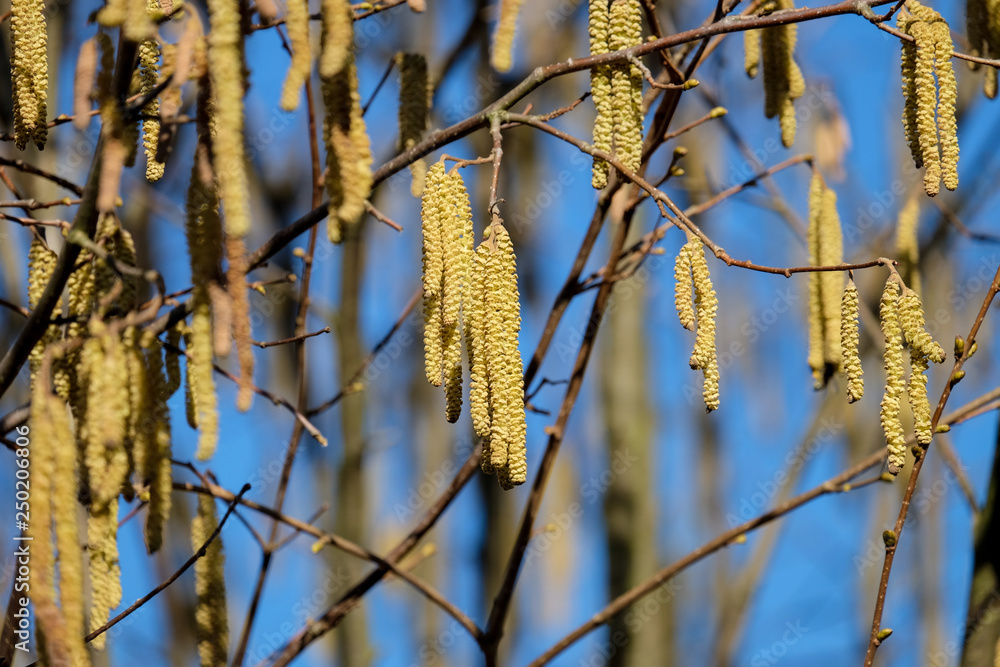 Naklejka premium the allergy sufferers are not happy about it, the hazelnut shrubs bloom this year very early