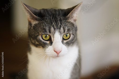 Striped grey mongrel cat with yellow eyes and pink nose sits and looks thoughtfully into space