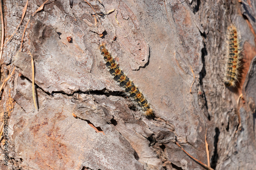 Pine processionary in bark of pine tree photo