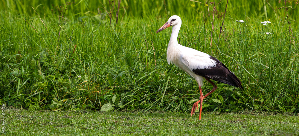 Fototapeta premium White stork in the green meadow summer day