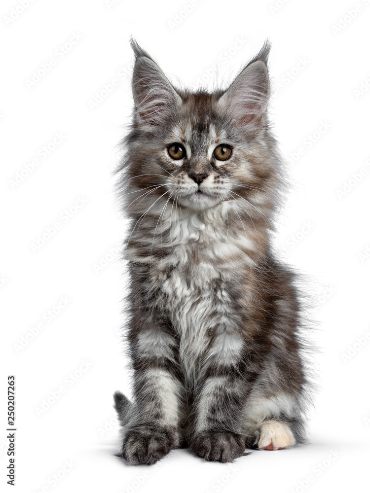 Gorgeous cute Maine Coon cat kitten sitting up straight. Looking at camera with brown eyes. Isolated on white background. Tail beside body.