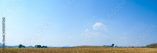 Konstfotografi Dry grass field in summer season and sky background panorama
