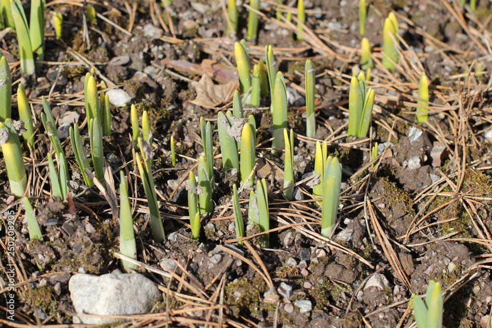 Flowers starting to grow in Spring Flowers starting to grow in Spring