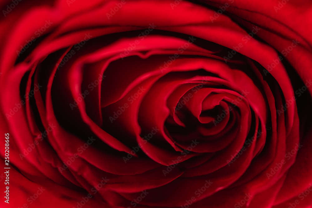 red rose, macro red rose, macro