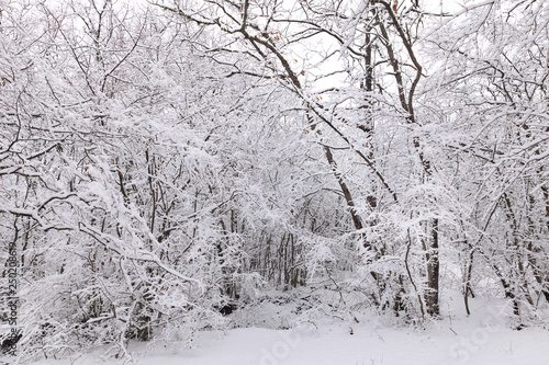 Wallpaper Mural Winter landscape on a mountain top. Trees in the snow. Mountain peak, blue sky and winter sun. Torontodigital.ca