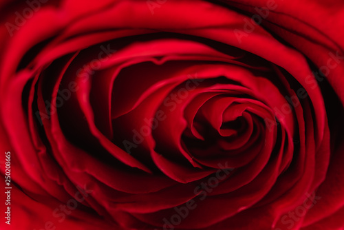 red rose, macro