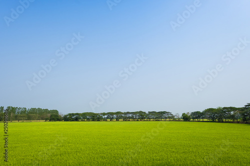 Green field and clear sky background.