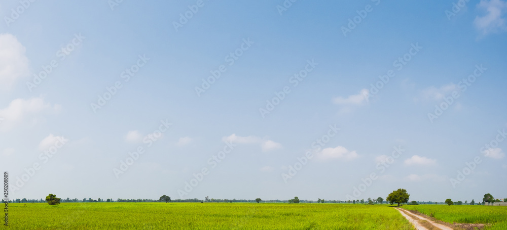 Fototapeta premium Green field and clear sky background panorama.