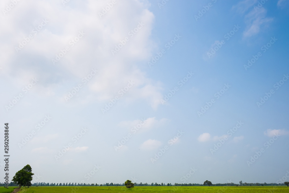 Fototapeta premium Green field and clear sky background.