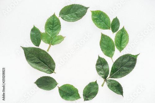 top view of circular composition with green leaves isolated on white