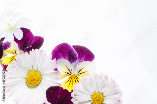 pansies flowers on the white background