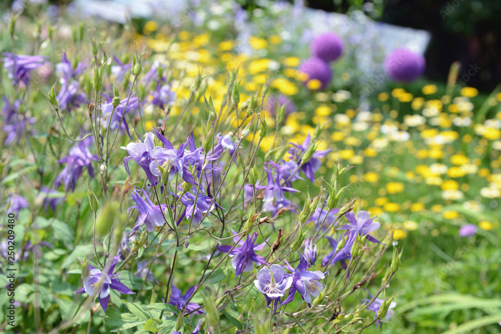 Naklejka premium blue columbine flowerbed in a garden