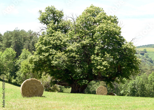 Châtaignier de 400 ans Ariège photo