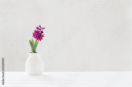 Fototapeta Naklejka Na Ścianę i Meble -  hyacinth in pot on white background