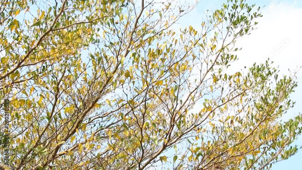 Leaves of tree with sunlight in Chiangmai Thailand Leaves of tree with sunlight in Chiangmai Thailand