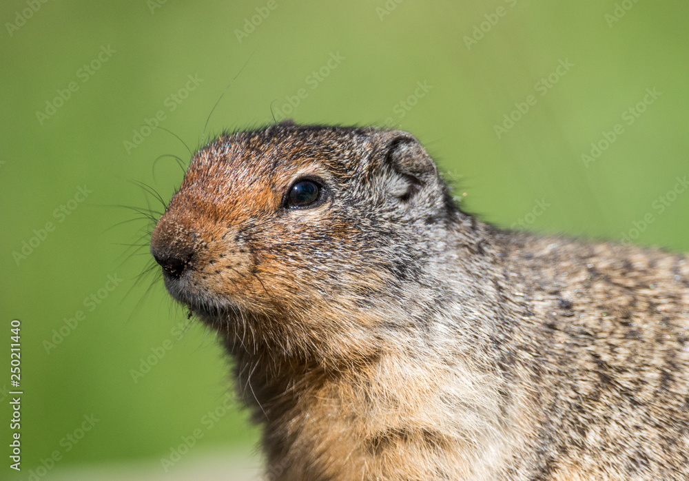 Punxsutawney Punxsutawney