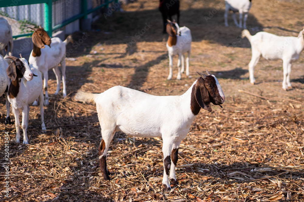 Goat in farm are wlking in the yard Goat in farm are wlking in the yard