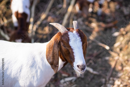 Goat in farm are wlking in the yard photo