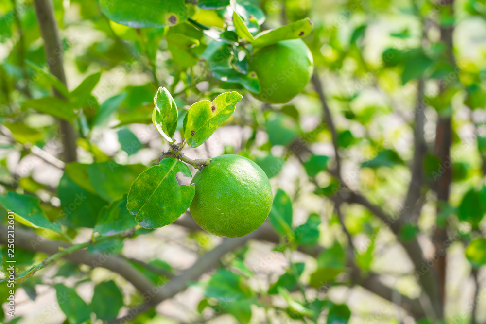 Green lime tree and lime