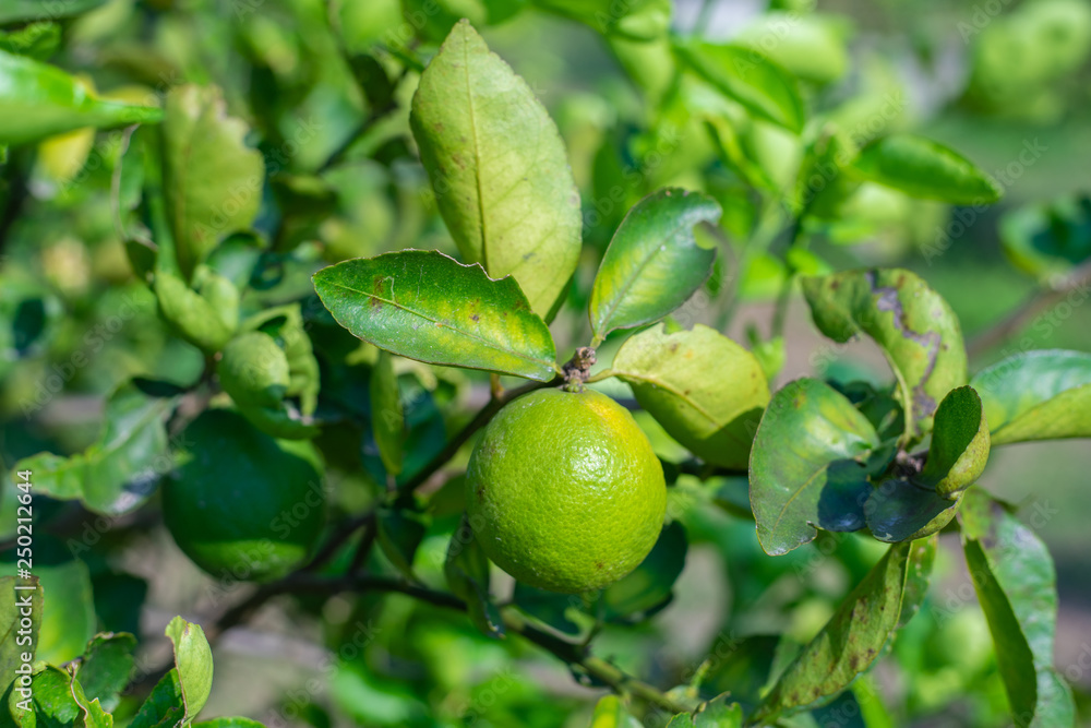 Green lime tree and lime Green lime tree and lime