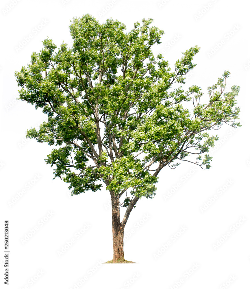 Big tree isolated on white background with clipping paths