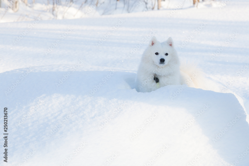 White dog Spitz walks in winter on snow White dog Spitz walks in winter on snow