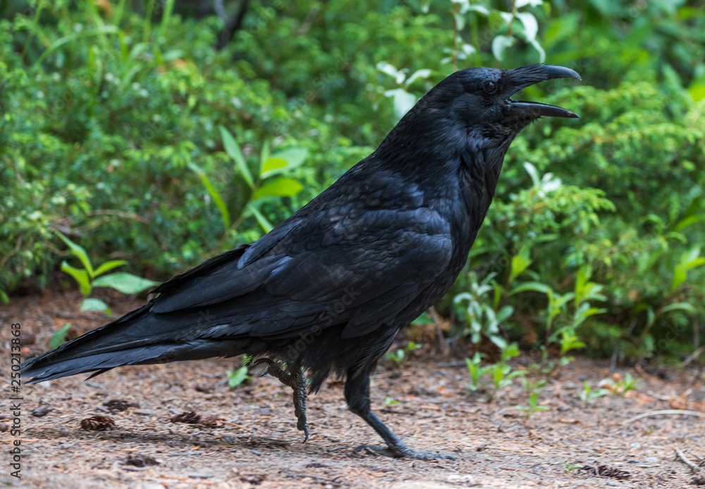 Fototapeta premium Black Crow