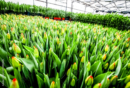 Industrial cultivation of flowers tulips in big greenhouse