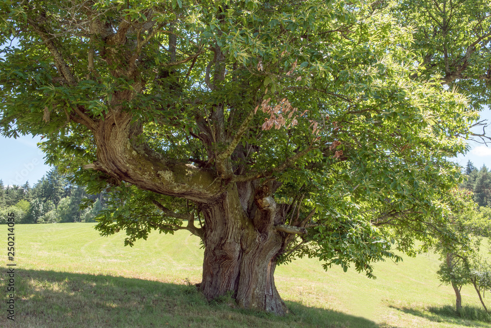 Obraz premium Châtaignier de 400 ans Ariège