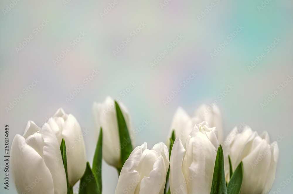 Postcard with the lower border of the buds of white tulips on a gentle rainbow background Postcard with the lower border of the buds of white tulips on a gentle rainbow background