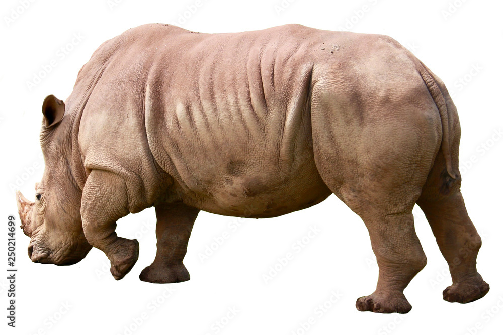 A white african rhinoceros, ceratotherium simum, isolated on white background A white african rhinoceros, ceratotherium simum, isolated on white background