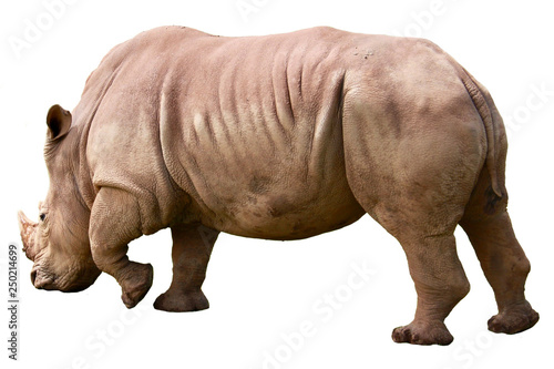 A white african rhinoceros  ceratotherium simum  isolated on white background