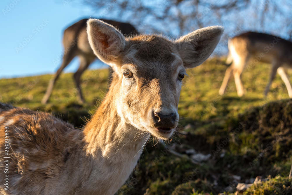 Fawn close up Fawn close up
