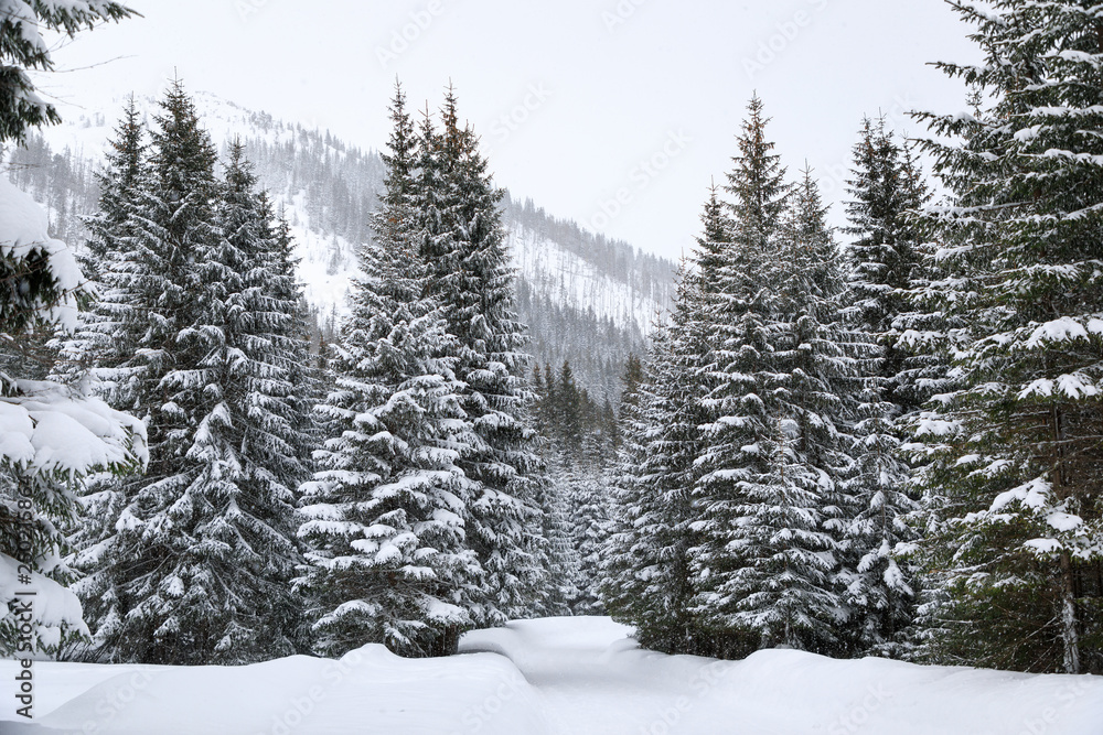Forest in mountains, winter landscape Forest in mountains, winter landscape