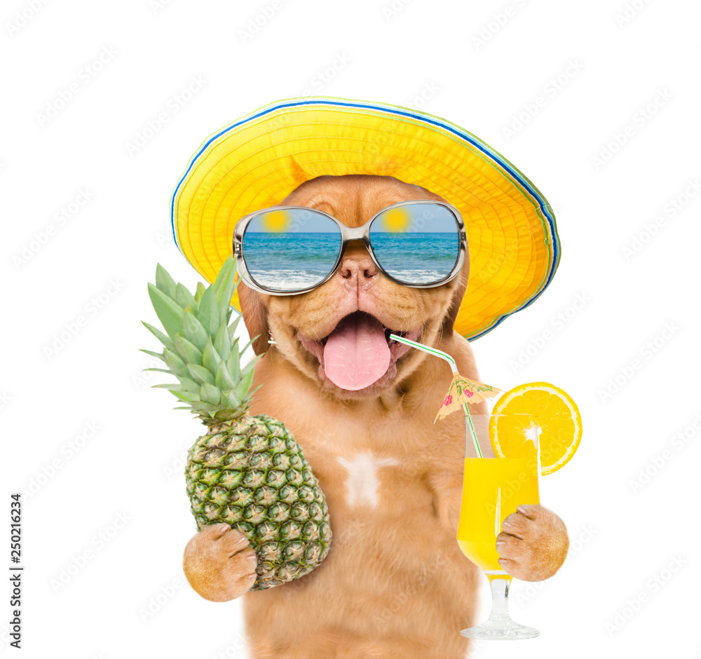 Funny dog with mirrored sunglasses holds tropic cocktail and pineapple.  isolated on white background Stock-foto | Adobe Stock