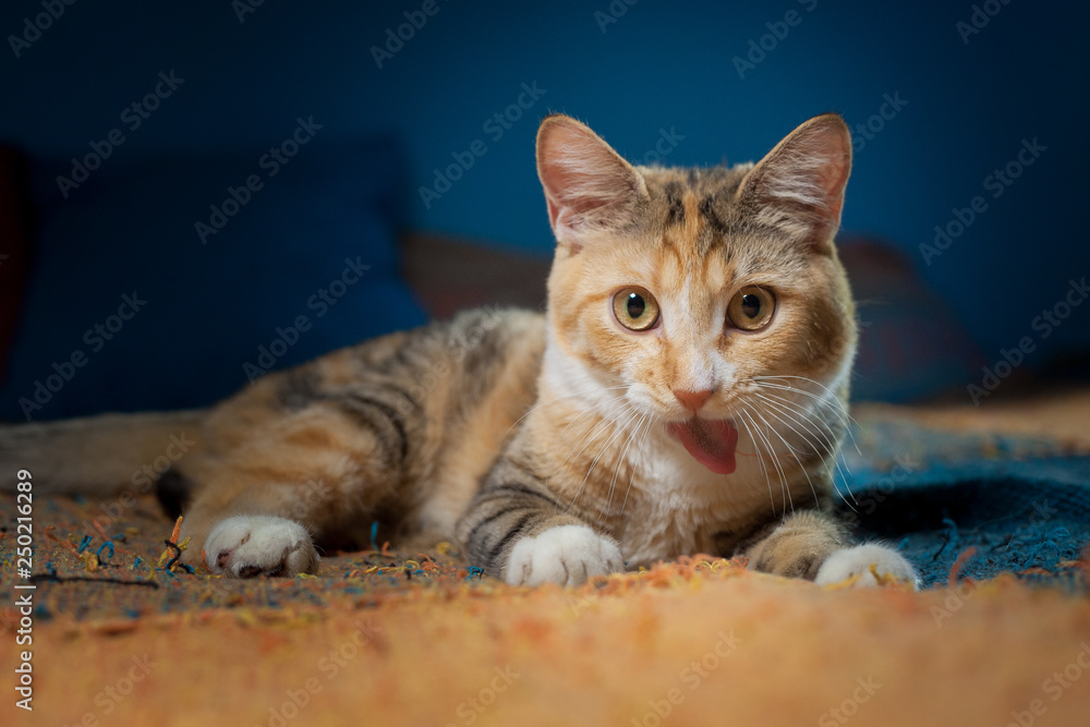 calico cat lies on a multi-colored plaid and its tongue is stuck out. calico cat lies on a multi-colored plaid and its tongue is stuck out.