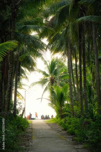 Walkway with palm trees and people on tropical island  Indonesia