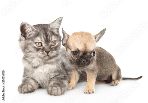 Tabby kitten and chihuahua puppy looking away together. Isolated on white background