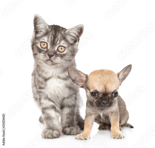 Tabby kitten and chihuahua puppy looking at camera together. Isolated on white background.