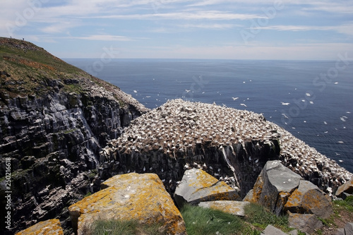 Gannets, Mating Season, Cape St Mary, Newfoundland, Canada 