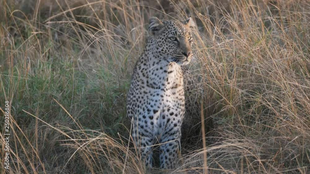 a sunrise 4K 60p close shot of a leopard sitting and looking over masai mara national reserve in kenya, africa a sunrise 4K 60p close shot of a leopard sitting and looking over masai mara national reserve in kenya, africa
