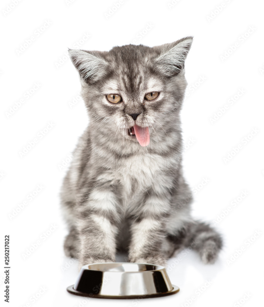 Fototapeta premium Hungry cat licking their lips near empty bowl. isolated on white background