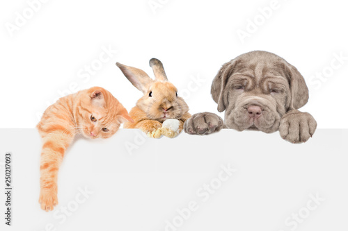 Cat dog and rabbit over empty white banner. isolated on white background. Space for text