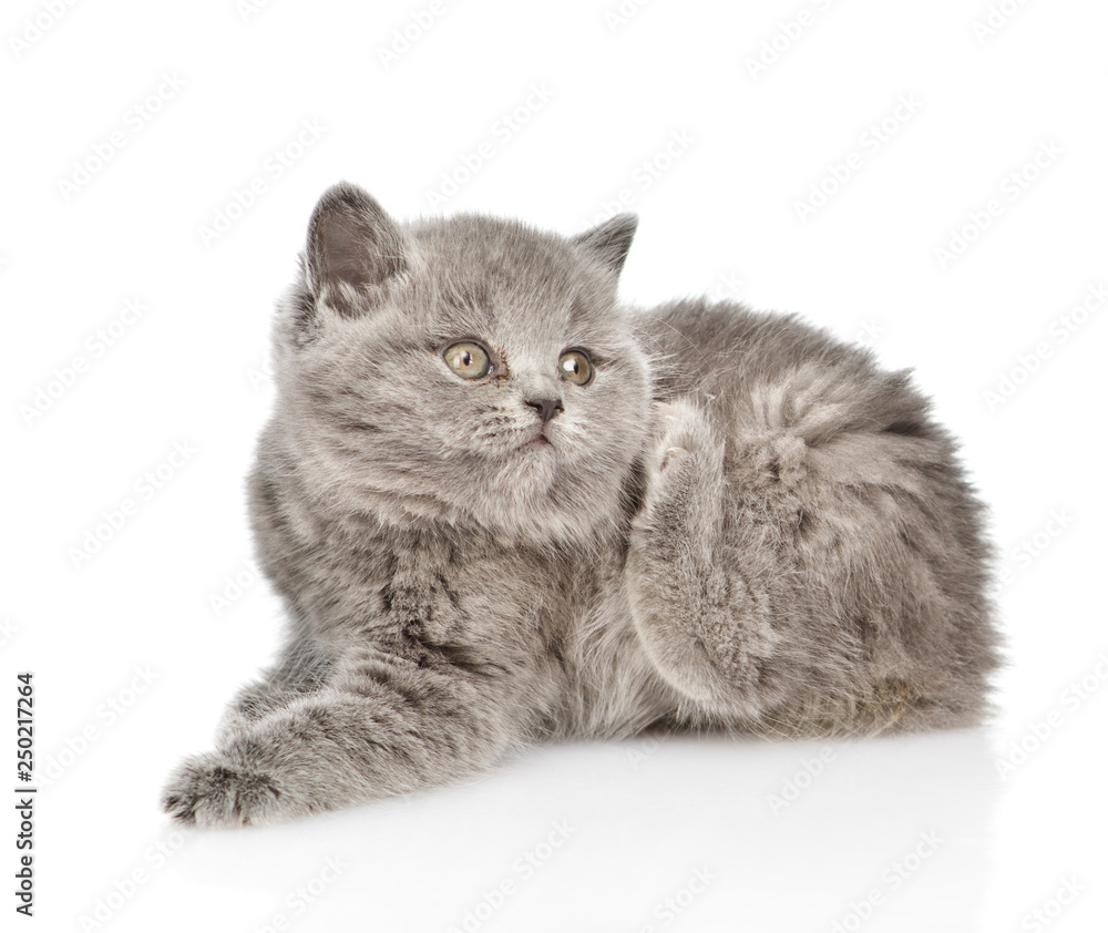 Little kitten scratching. isolated on white background
