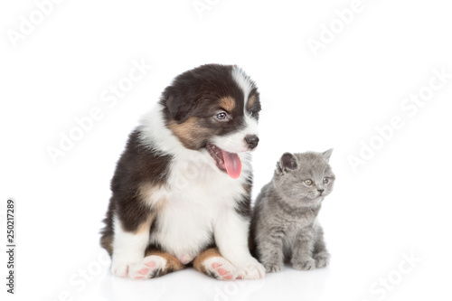 Australian shepherd puppy and kitten sitting together. isolated on white background