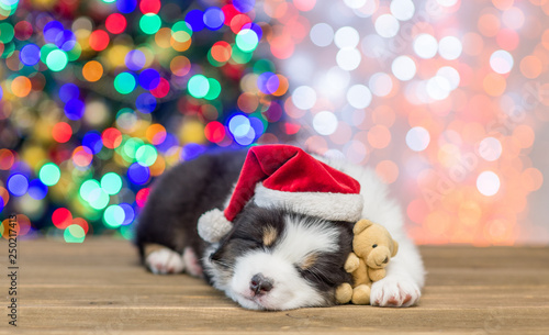 Australian shepherd puppy in red santa hat sleeping with toy bear with Christmas tree on background. Empty space for text